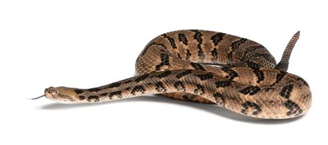 Discover Timber Rattlesnake Bite - Animals Around The Globe