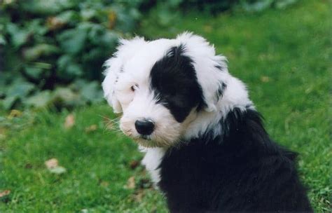 Picture 1 of 4 - Old English Sheepdog Pictures & Images - Animals - A-Z ...