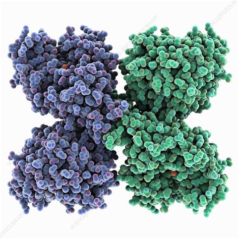 Phenylalanine hydroxylase molecule - Stock Image - C025/2164 - Science Photo Library