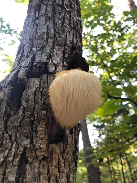 Is this lions mane? It looks slightly more yellow. Found in VA : r/Survival