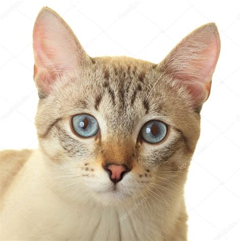 Thai cat with blue eyes. — Stock Photo © yykkaa #5493231