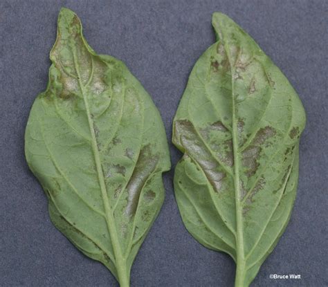 Pepper - Thrips Damage - Cooperative Extension: Insect Pests, Ticks and ...