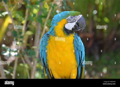 Talking blue and gold macaw parrot in the tropics Stock Photo - Alamy