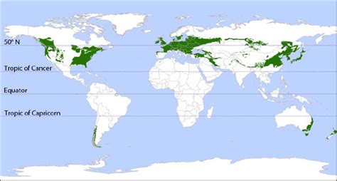 Temperate Rainforest Map