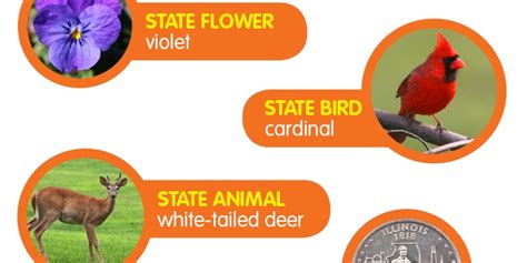 What Is Ohio State Bird Flower Tree | Best Flower Site