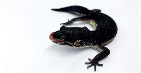 Black Night Leopard Gecko: Appearance, Temperament, Health Issues, and Much More!