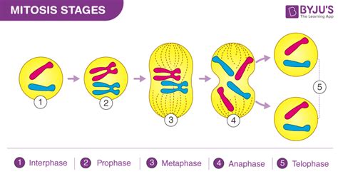 Stages Of Mitosis Diagram Labeled