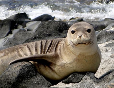 Hawaiian Monk Seal | Wild Life World