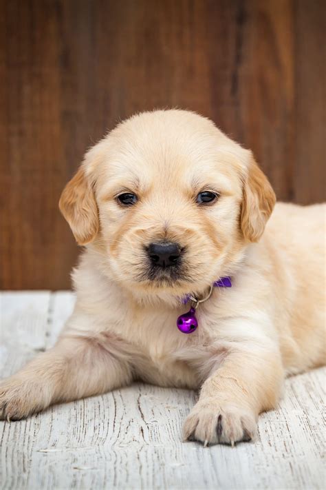 Golden Retriever Puppies (25 Cute Goldies) - Talk to Dogs