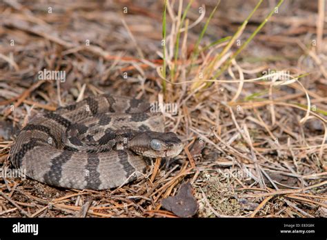 Newborn Timber Rattlesnake