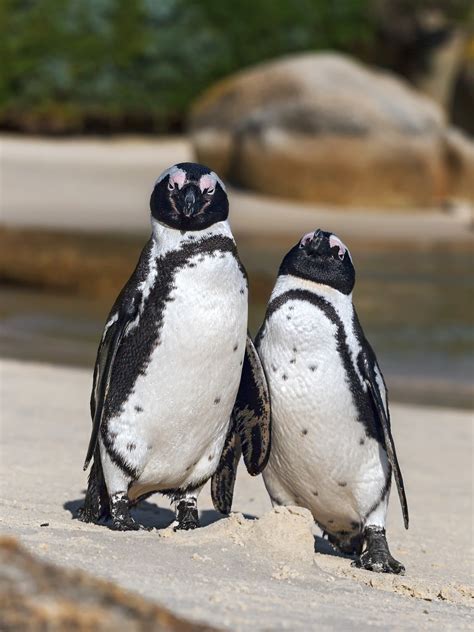 African Penguin Couple On A Beach • Penguin Photography For Sale