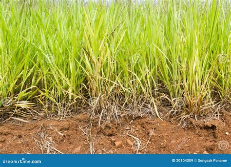 Close-up green grass stock image. Image of natural, brown - 20104309