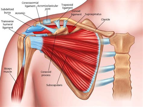 Shoulder Pain Treatment NYC | Shoulder Pain Doctors in New York