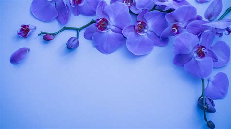 Blue Orchid Flowers Floral Background HD Flowers Wallpapers | HD Wallpapers | ID #78949