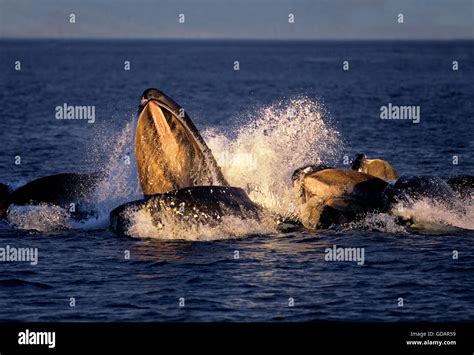 Baleen whale eating krill hi-res stock photography and images - Alamy