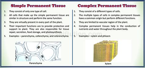 Difference between Simple and Complex Permanent Tissue » Selftution