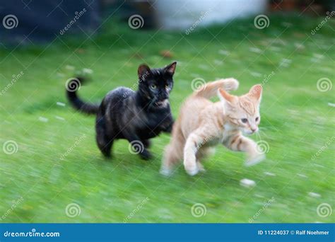 Cute kittens playing stock image. Image of animals, outdoors - 11224037