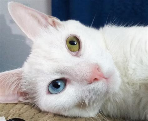 Eris, an albino cat with heterochromia : r/interestingasfuck