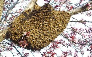 History of Africanized Honey Bees - Antelope Valley Mosquito and Vector ...