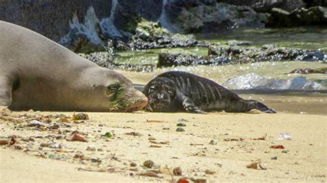 Hawaiian monk seal Kaiwi gives birth to fifth pup at Kaimana Beach in Waikīkī : Big Island Now