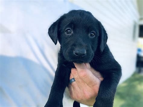 Silver Lab Retriever Puppies for Sale | Silver and Charcoal Kennels