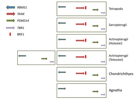 Schematic representation of the evolution of the BRE1 element and... | Download Scientific Diagram