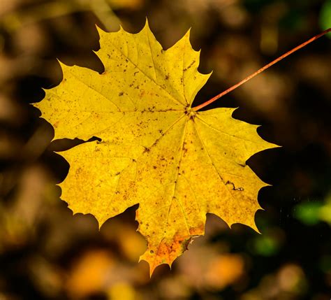 Golden Yellow Maple Leaf in Close Up Photography · Free Stock Photo