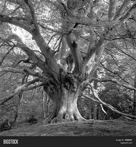 European Beech Tree Image & Photo (Free Trial) | Bigstock