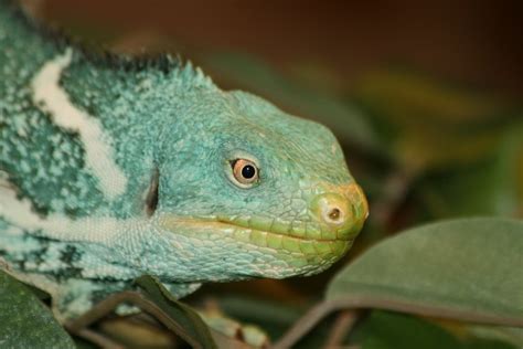 Fiji Crested Iguana - ZooChat