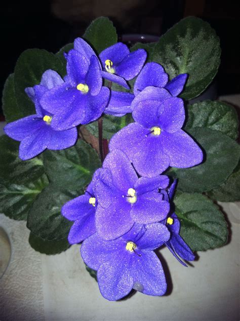 African violets in bloom! | African violets, Bloom, Plants