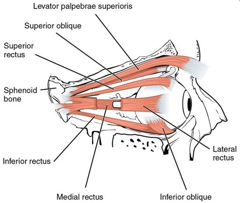 Eyelid Muscle Anatomy