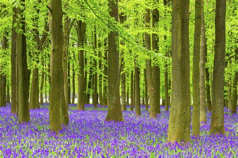 Bluebell And Beech Tree Forest by Chrishepburn