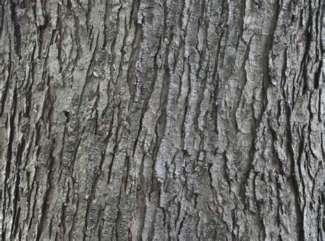 Silver Maple Bark | ClipPix ETC: Educational Photos for Students and Teachers