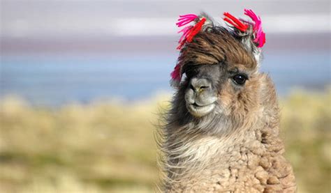 Wonderful Llama Photo, Funny Llama Wallpaper, #12189