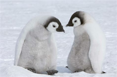 Emperor Penguin Chicks Photograph by Thomas Kokta - Pixels