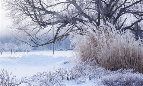 Winter Care for Ornamental Grasses | Plant Addicts