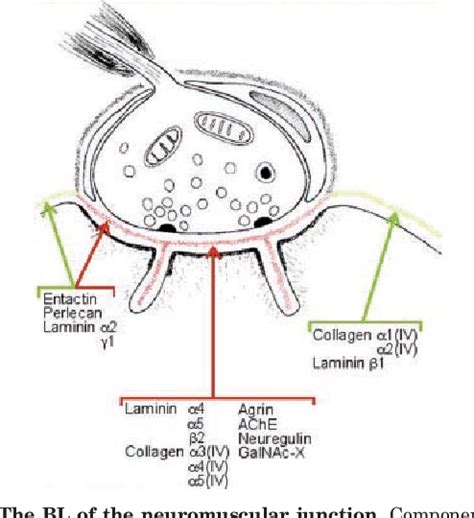 Figure 2 from The Basement Membrane/Basal Lamina of Skeletal Muscle* | Semantic Scholar