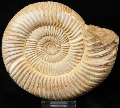 5.1" Perisphinctes Ammonite - Jurassic For Sale (#17074) - FossilEra.com