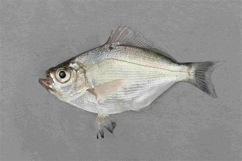 Surfperch Family Photographs, and Information – Embiotocidae | Mexico ...