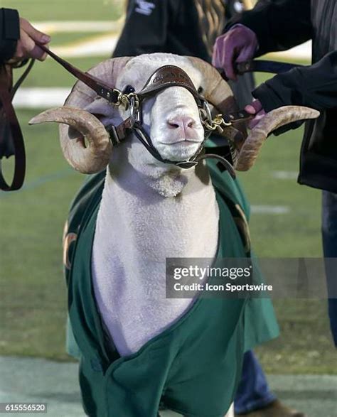 184 Colorado State Rams Mascot Stock Photos, High-Res Pictures, and Images - Getty Images