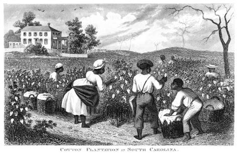 Cotton Plantations Slavery