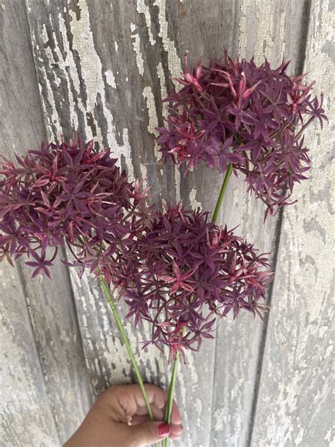 Purple Allium - Kelea's Florals