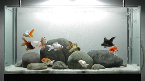 Fancy goldfish aquarium - vinetery