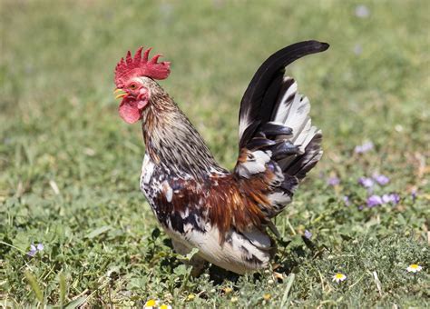 Serama Chicken Breed Guide: Care, Feeding, & More - Know Your Chickens