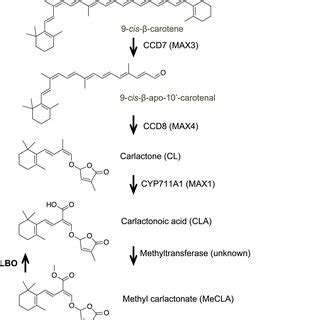 Proposed strigolactone (SL) biosynthesis pathway in Arabidopsis. An... | Download Scientific Diagram