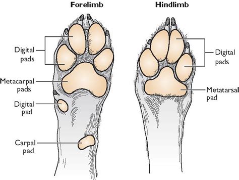 Cat Toe Anatomy | tunersread.com