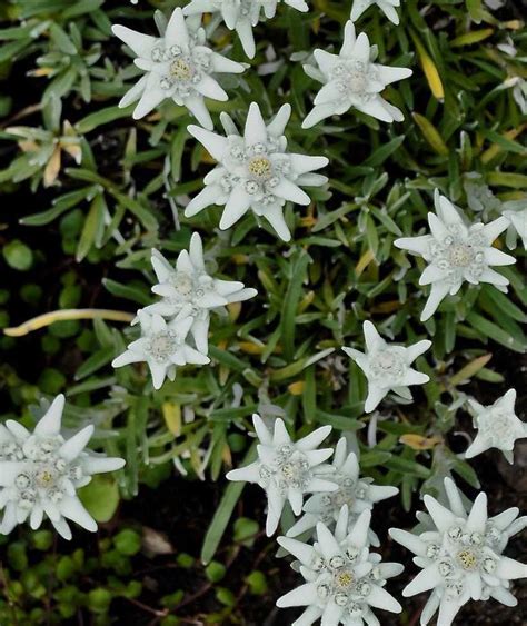 Edelweiss meaning - what is the history behind the flower of Alps?