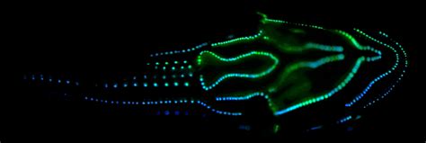 Evolution favors the bioluminescent | Ars Technica