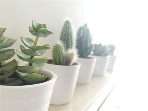 Indoor Succulents That Thrive - Sunset Magazine