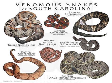 Venomous Snakes of South Carolina Poster Print